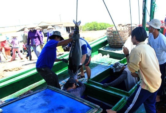 Khanh Hoa fishermen begin 2015 new catch - ảnh 1